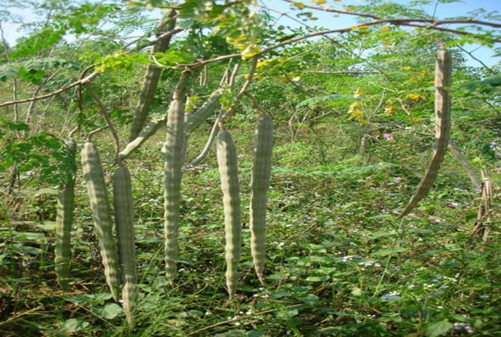 辣木籽副作用会引起什么