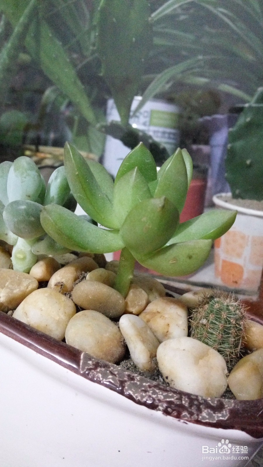 养花的小技巧