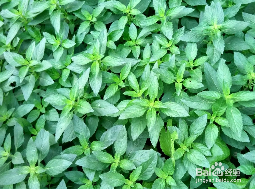 薄荷怎么养才能没虫子