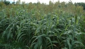 瘦土地应该怎样种植和上肥