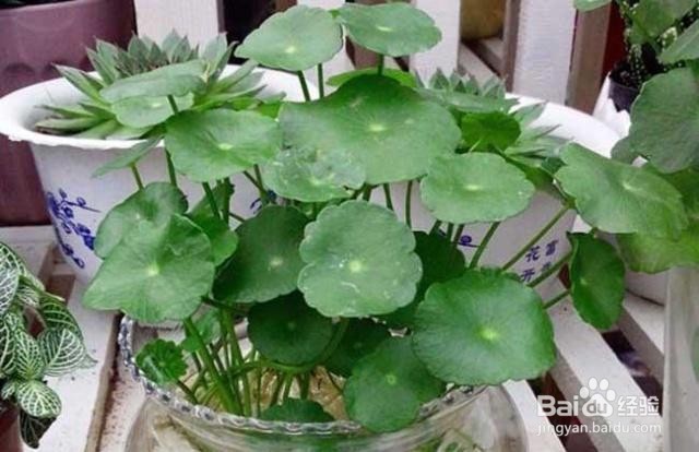 室外铜钱草怎么过冬