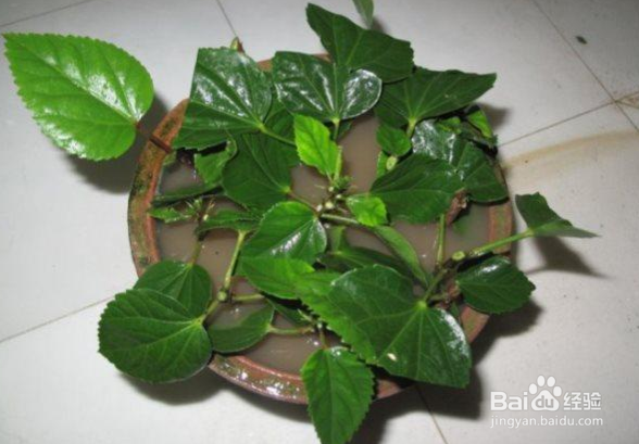 扶桑花怎样扦插繁殖