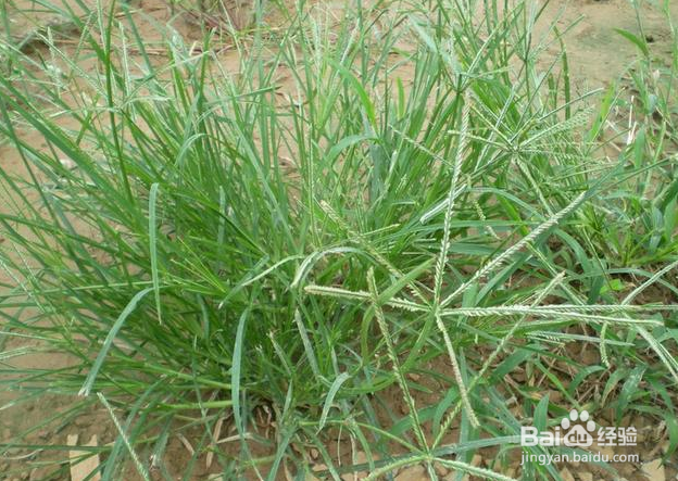 牛筋草的药用价值和食疗方法