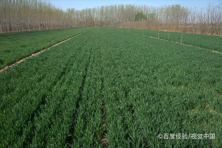 如何简单的提高作物产量