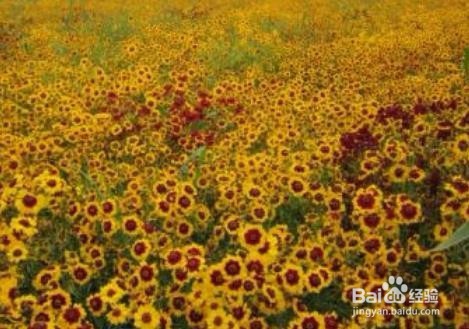 蛇目菊播种繁殖方法