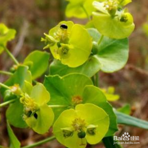 乳浆大戟的培育方法和注意事项