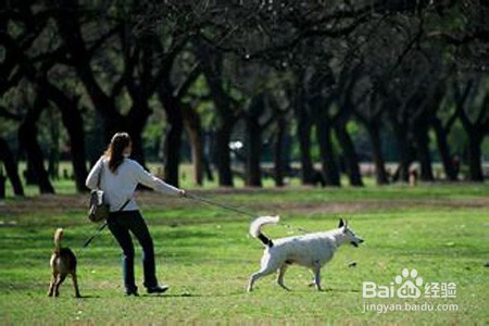 如何少花钱养宠物