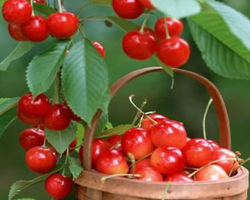 水果排毒与护肤养颜