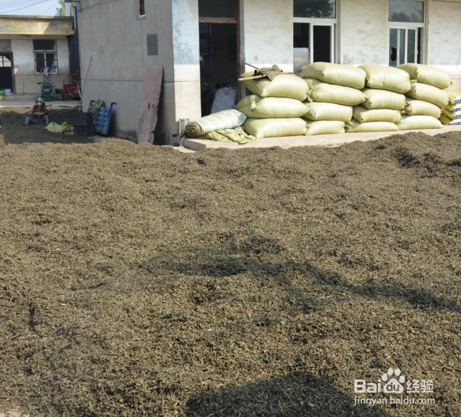 薄荷的生长发育种植操作全过程