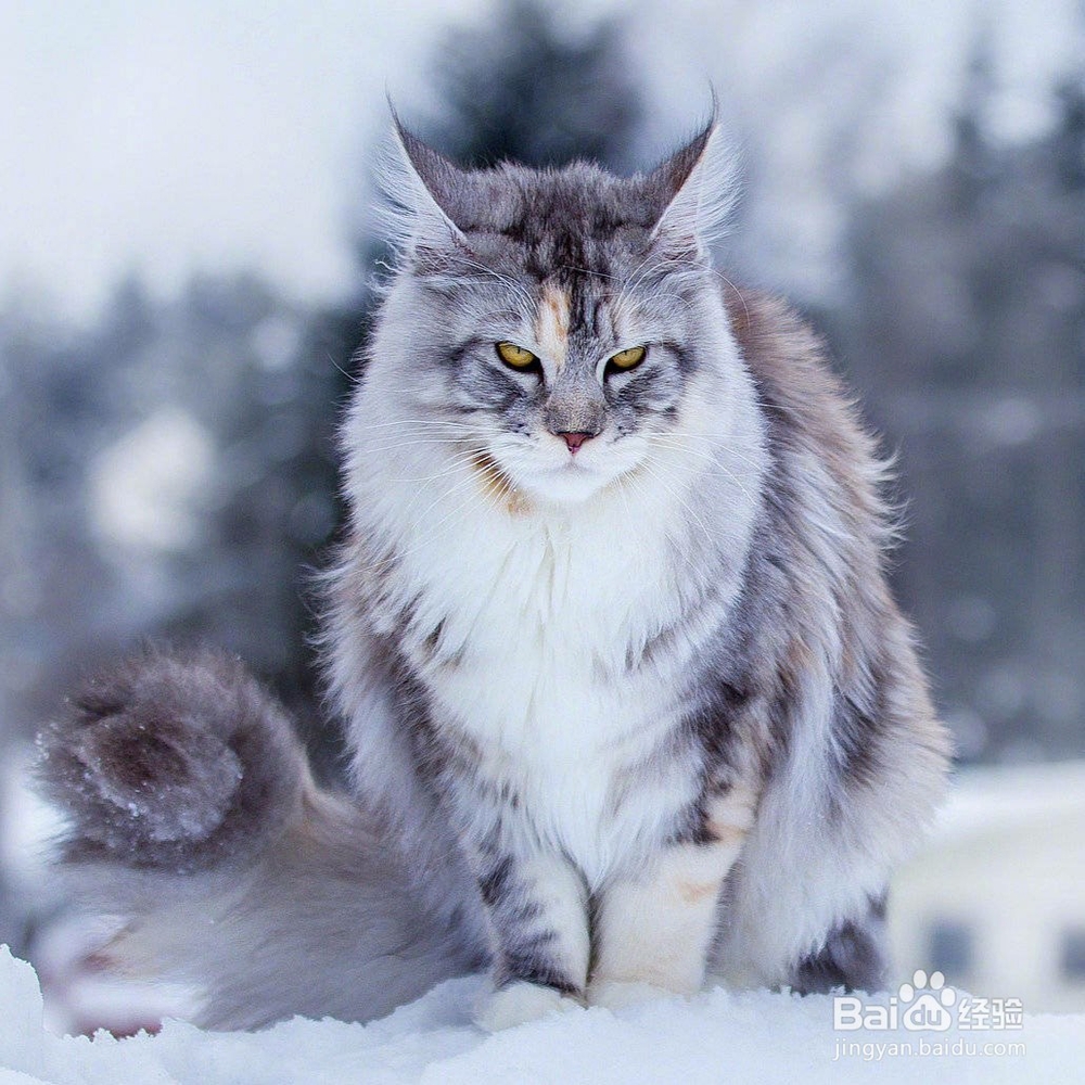 正规猫舍缅因猫领取步骤及养一只缅因猫的条件