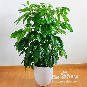 大叶伞的养殖方法有哪些