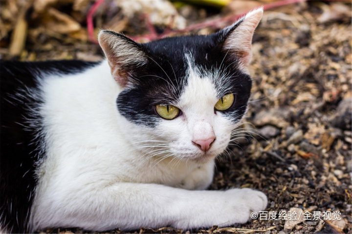 猫瘟吐和正常吐的区别