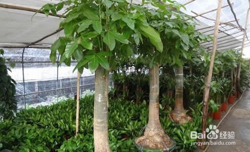 招财树的养殖方法修剪