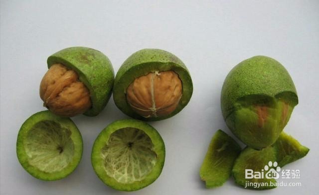 新鲜核桃花怎么处理