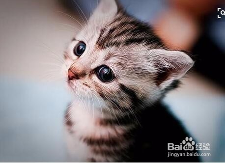 怎么自制给猫吃的饭