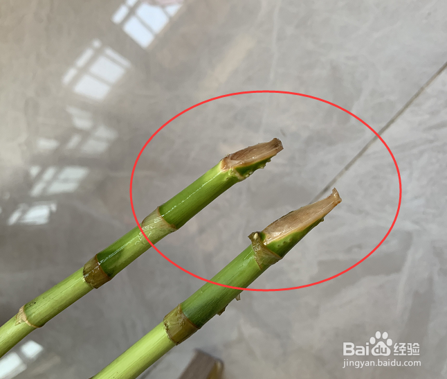 富贵竹应该如何养护