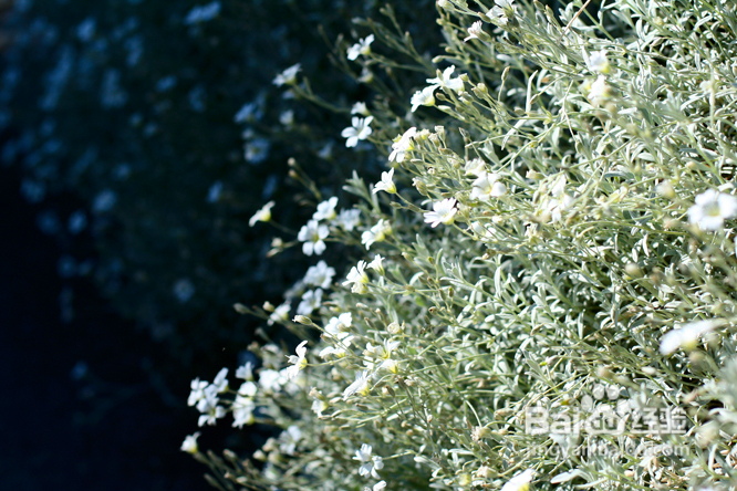 温哥华夜幕下的玫瑰园(组图)