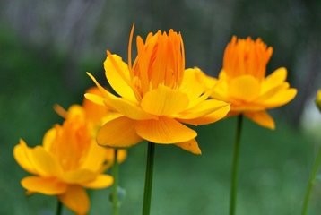 怎样让金莲花常年开花?