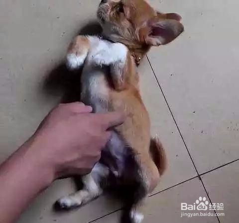 如何高效率地训练狗狗