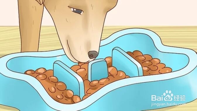 如何增加狗狗的食欲