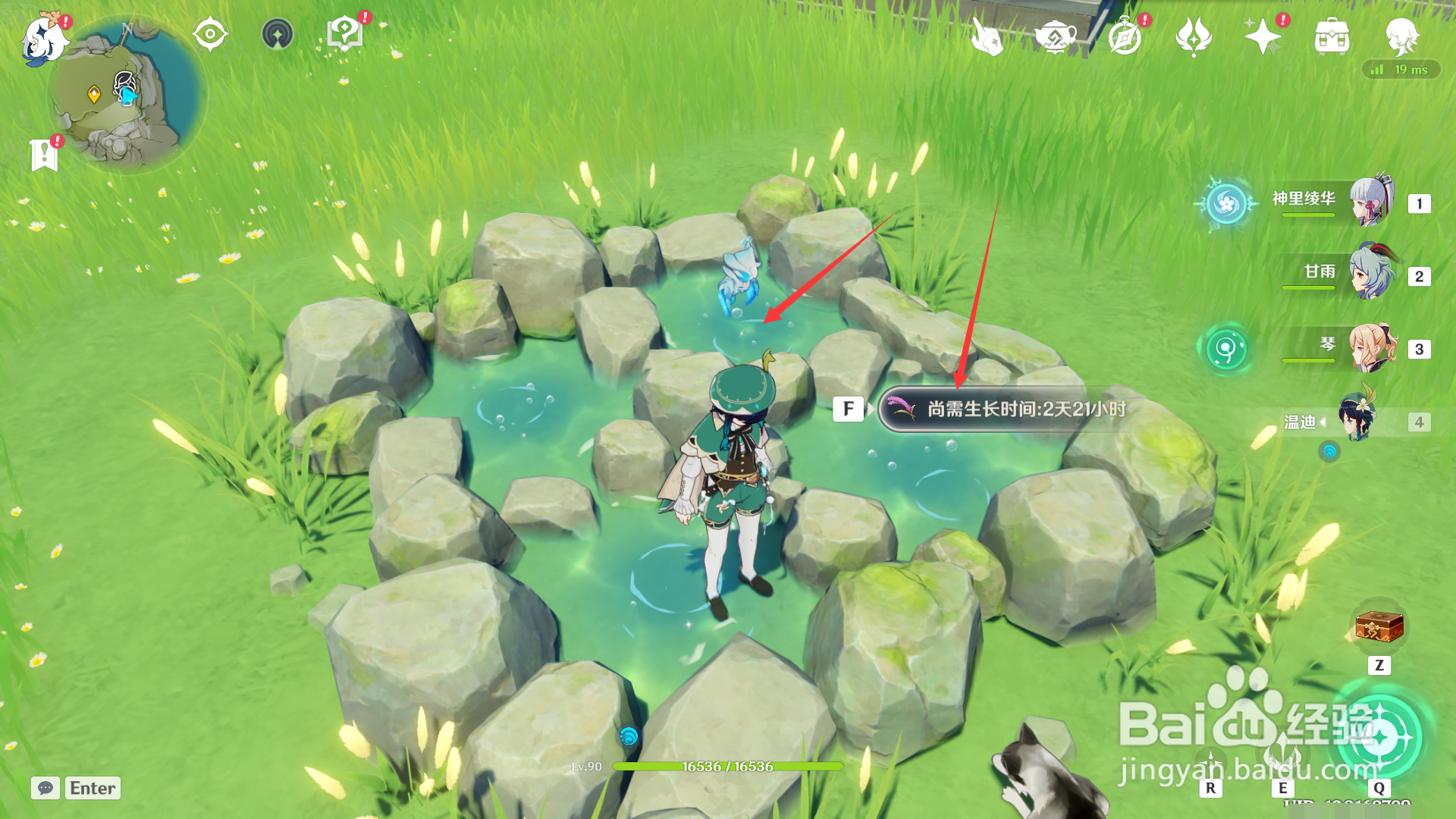 原神如何种植马尾