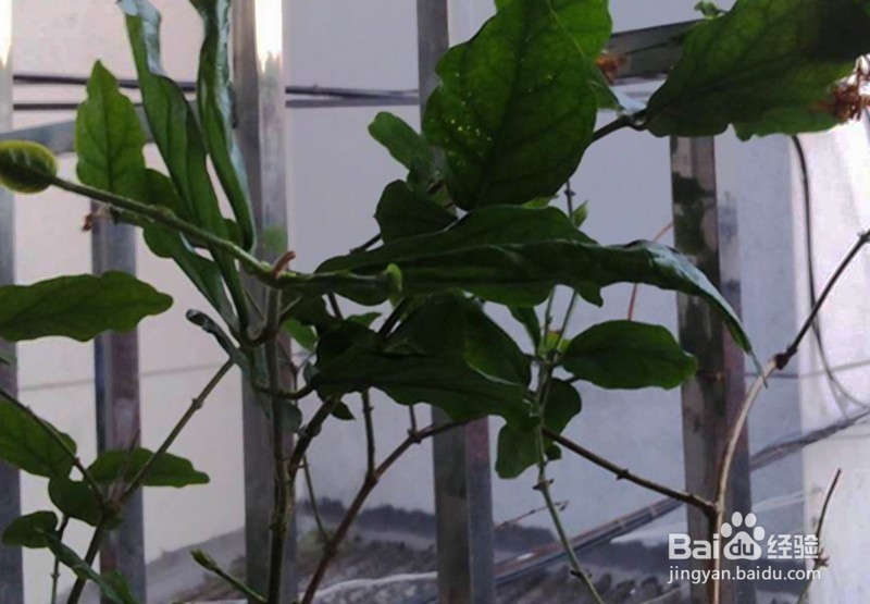 怎样用手机拍好逆光照片？