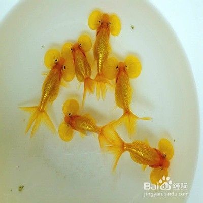 水泡眼金鱼要怎么养殖 百度经验 水泡眼金鱼要怎么养殖 百度经验