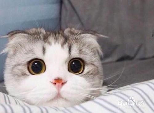 怎么看出折耳猫发病了