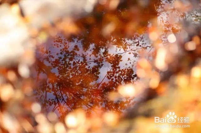 教你如何学习对焦,让你图片不在毁掉