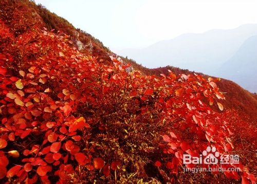 2012巫山红叶节往返五日游