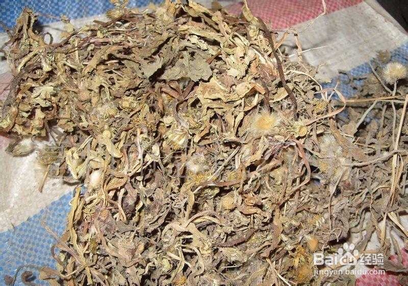 我们身边有哪些中药：[29]蒲公英