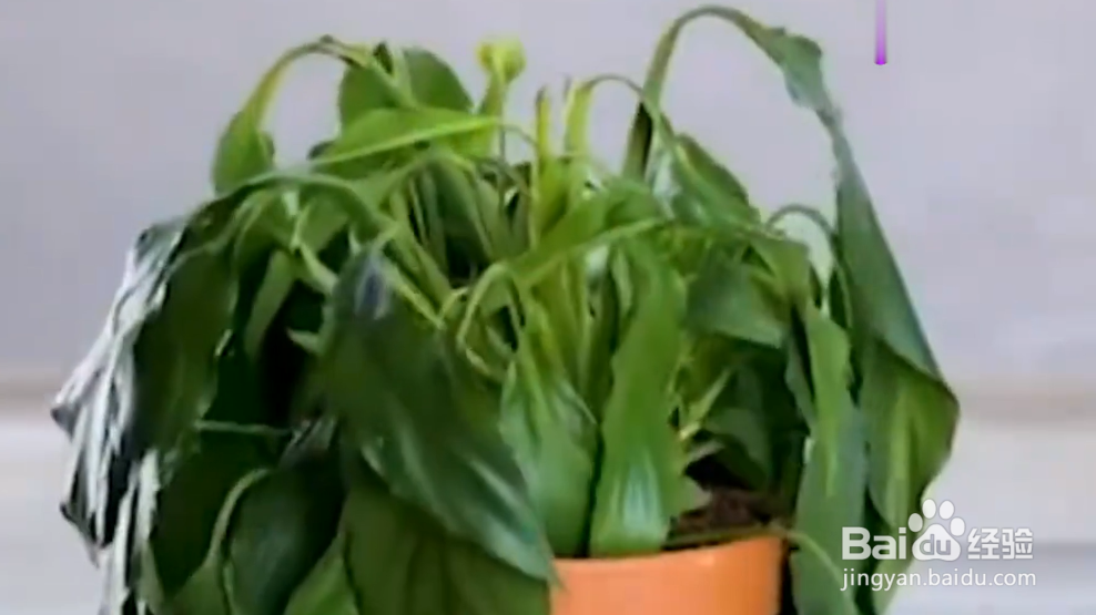 如何成为绿植医生
