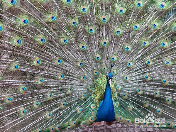 教你专业摄影不用昂贵相机也能照出专业照片