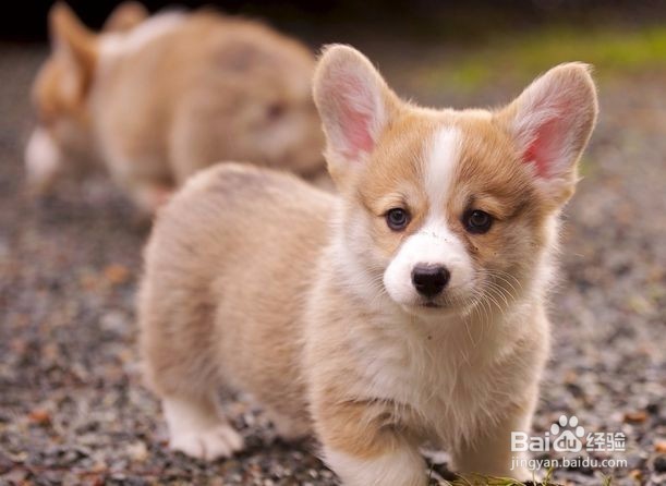 柯基犬难饲养的五种原因