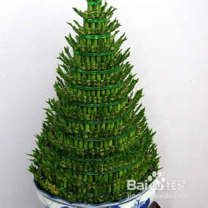 冬天怎样养富贵竹