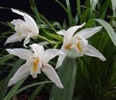 华东各省的省花的作用与价值