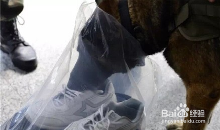 功勋犬“道海”如何搜山破案，厉害了Word的犬！