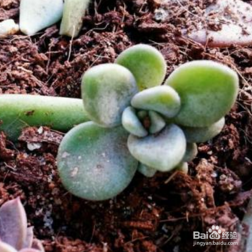 多肉叶插苗移盆步骤有哪些？