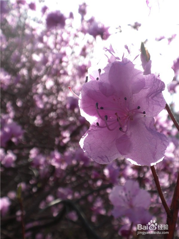 山东到哪儿去爬山？（一）