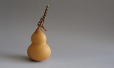 如何在阳台种植葫芦?