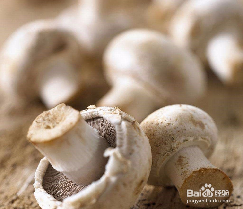 如何选购草菇菌种
