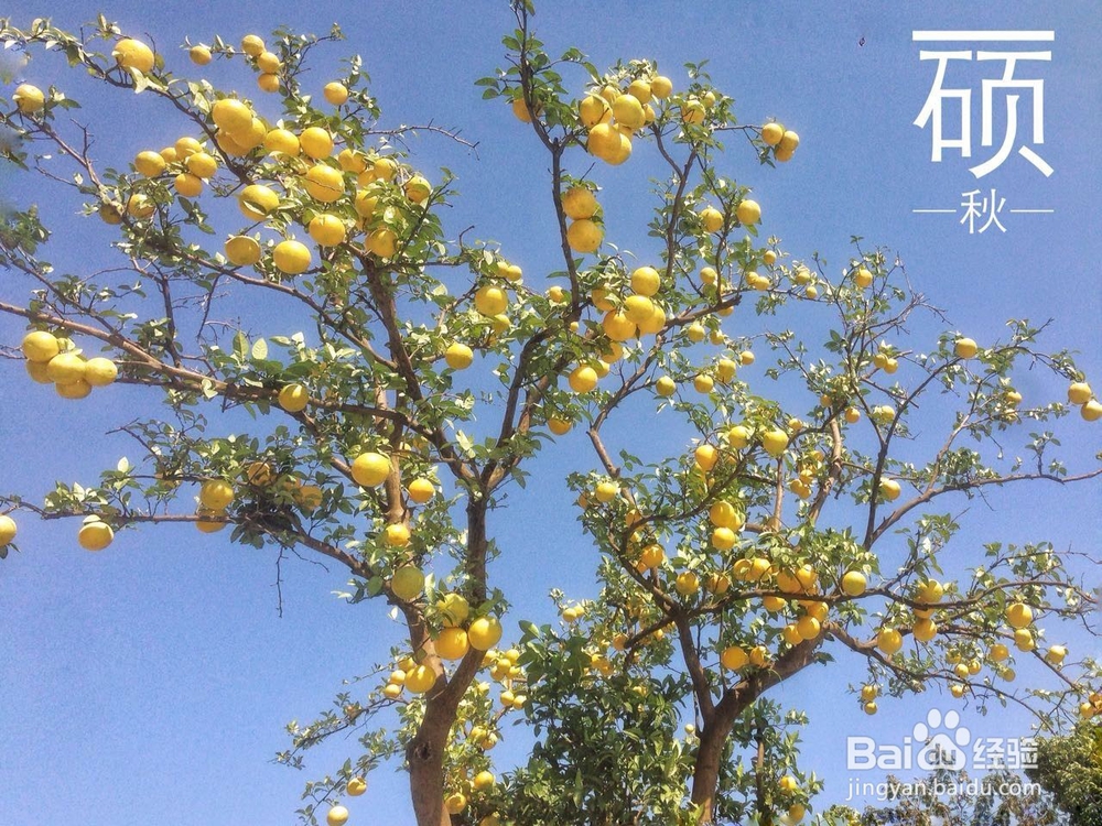 怎么拍摄秋季硕果累累的照片作品