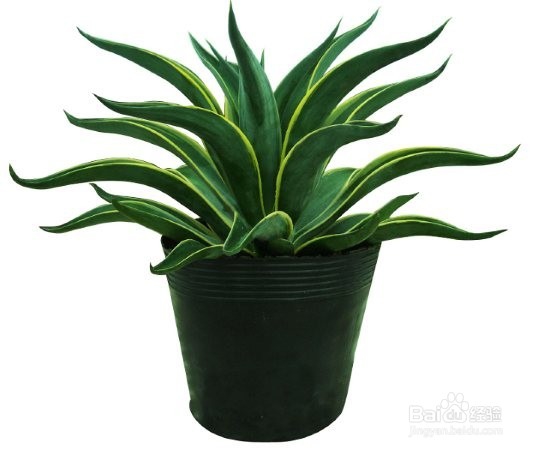 哪些植物去甲醛最好