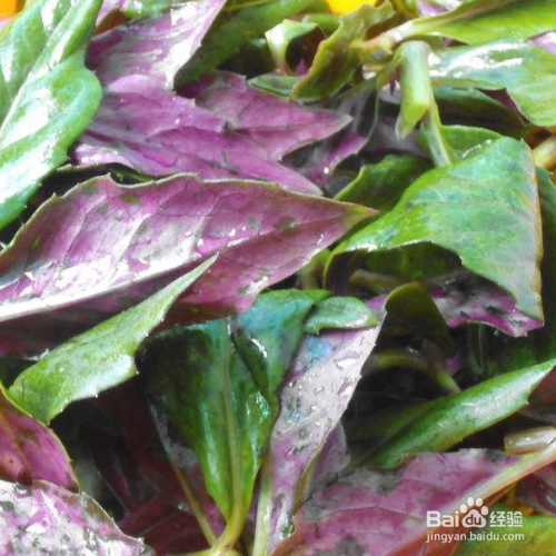 紫背菜的养殖方法和注意事项