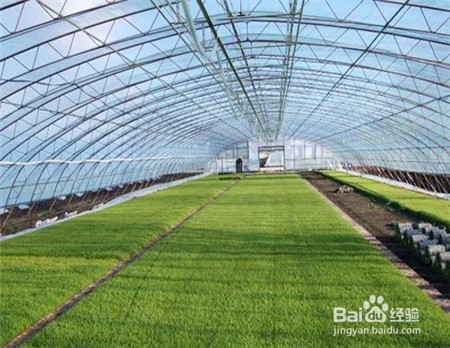 三七粉的功效,不知道的点击查看