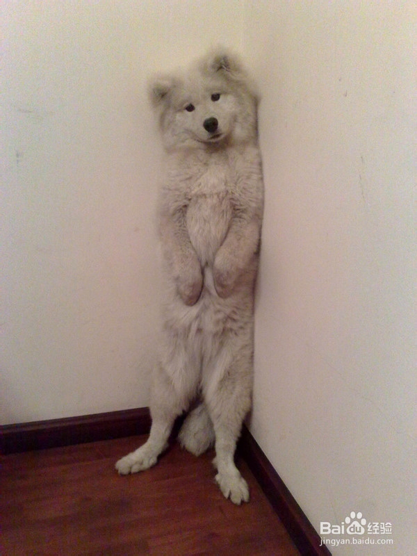 狗狗毛不好怎么办？嘴边毛黄怎么办？