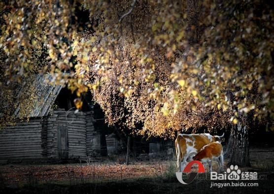 北疆，流动的胶片 十日自助游