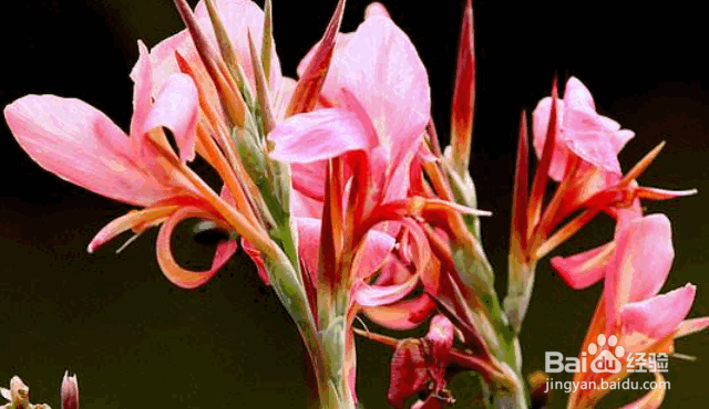 美人蕉盆栽的养护及注意事项