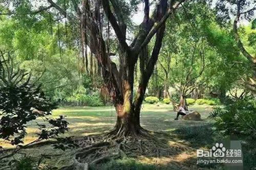 南宁金茶花公园有哪些美景