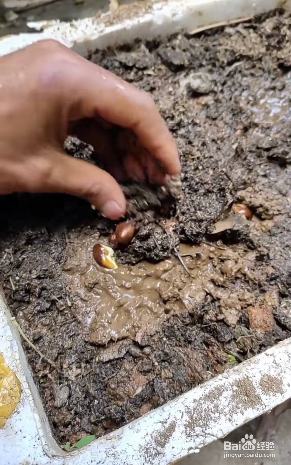 怎么样种植枇杷